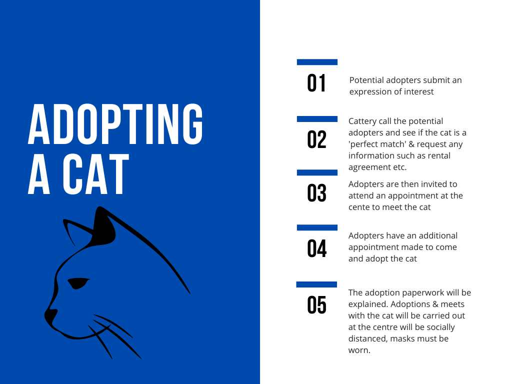 Cat adoption process