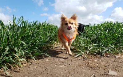 How to keep your pet cool this summer