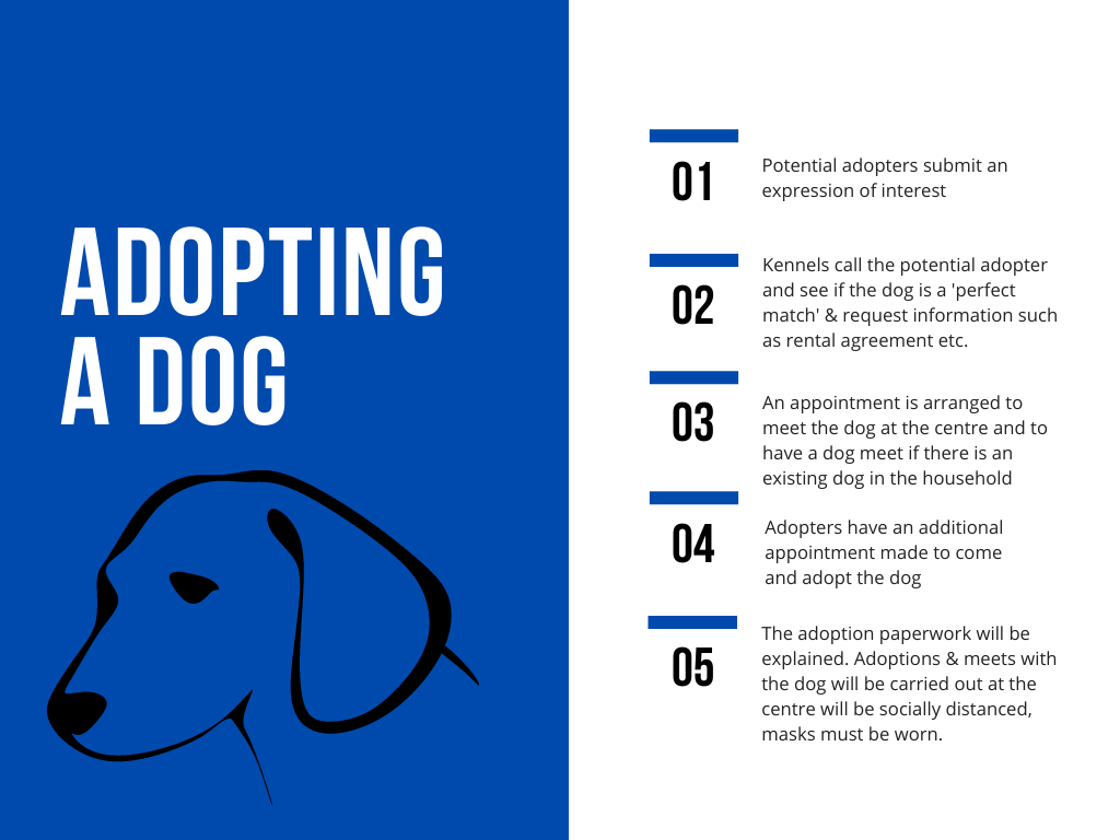 Dog adoption process