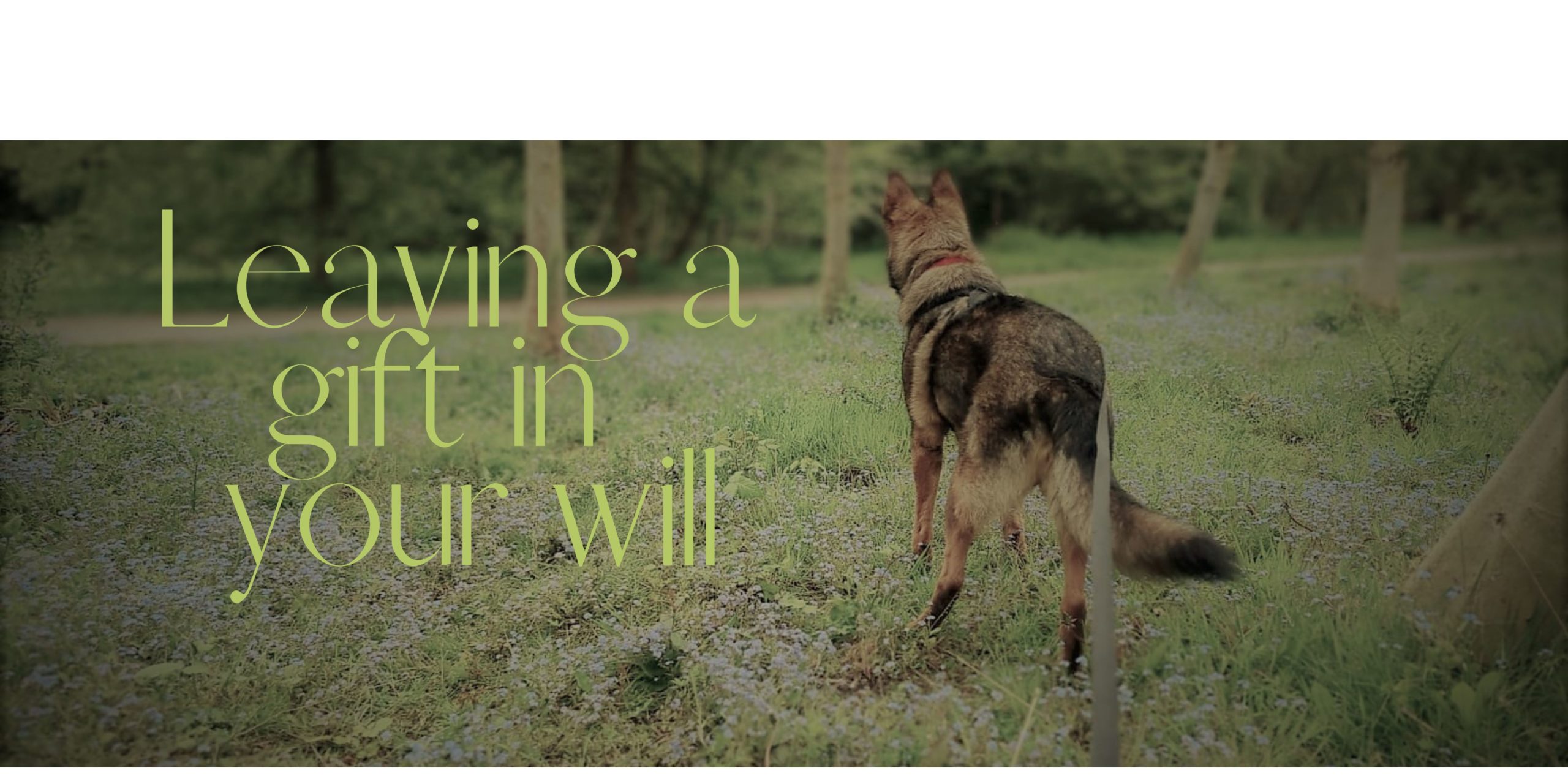 Leaving a gift in your will