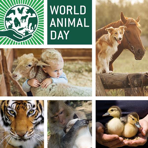 World Animal Day