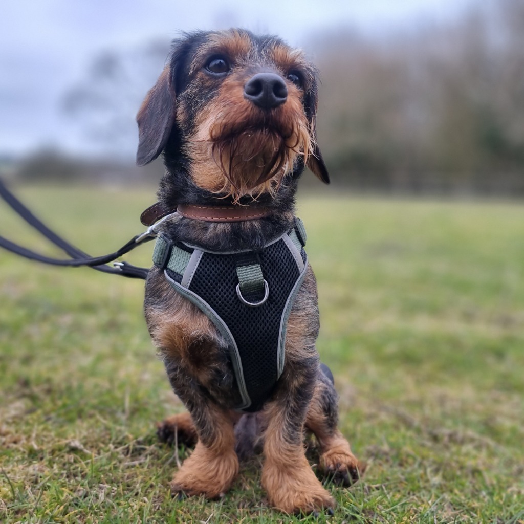 alfie-5742