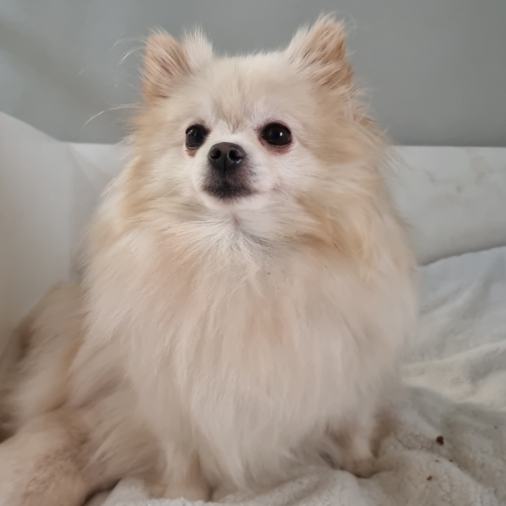 fluff-5677