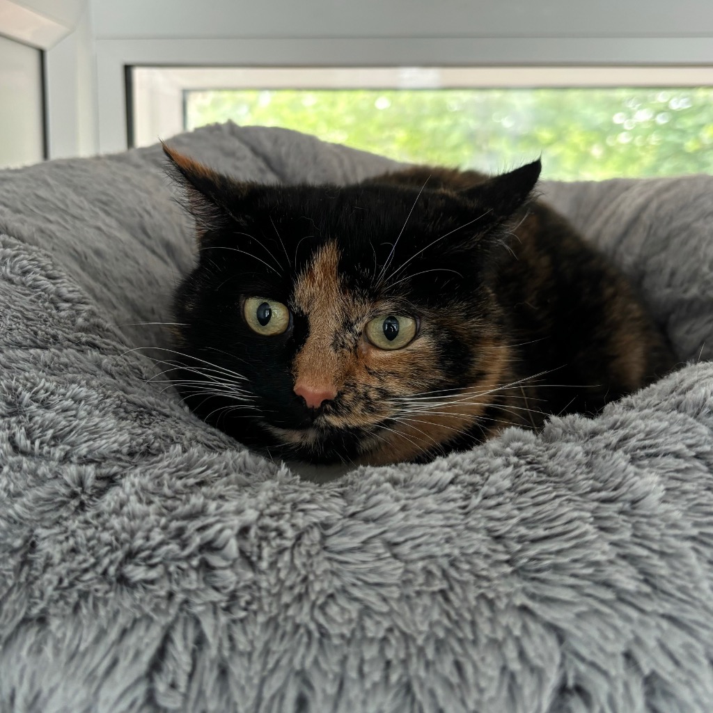 diva-5916