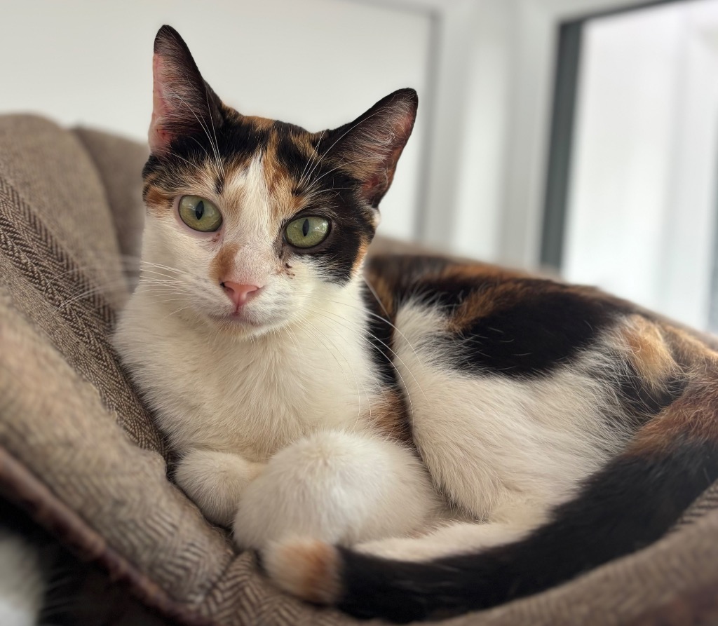 tiddles-5950