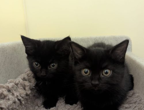 Mythbusting the RSPCA Coventry thanks to Kiji and Jiji