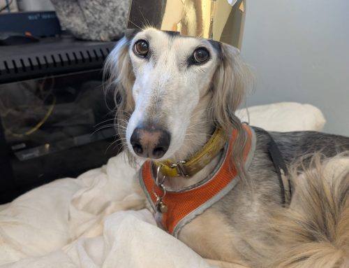 Congratulations to our Centre Manager! She’s a finalist in the Coventry & Warwickshire Business and Community Awards 2026