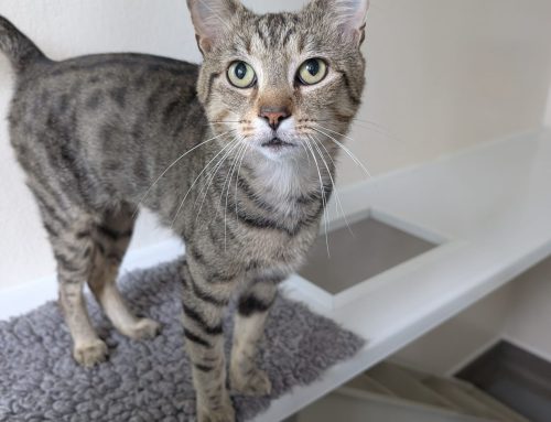 A 59% rise in cat intake in 2026